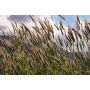 Farina di Farro del Casentino - (Kg 5)