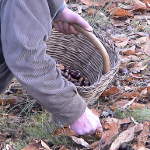 La nostra azienda: raccolta di castagne